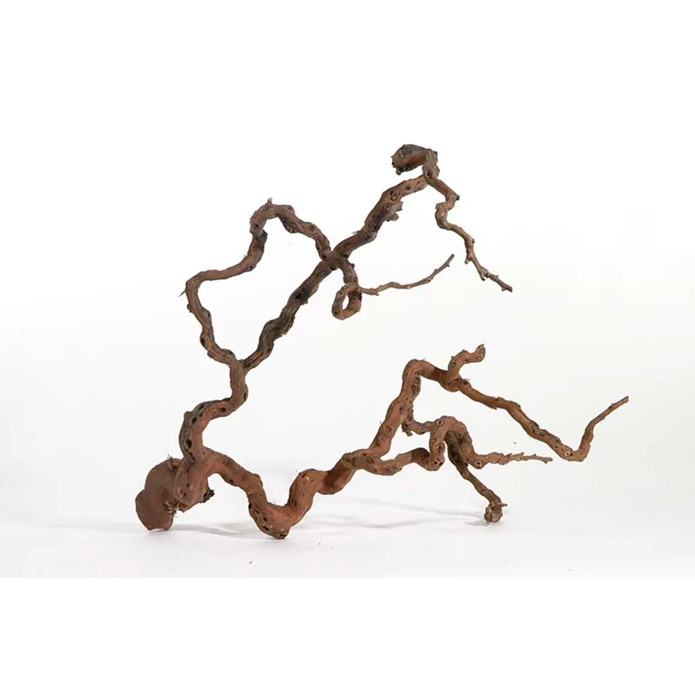Vinrankerod 70-100 cm (Winewood)